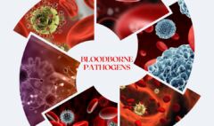 Who is at high risk of exposure to Bloodborne Pathogens?